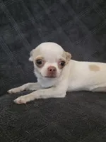 Nami, a female Chihuahua for sale in Orange, CA – 3 of 6