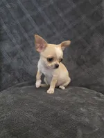 Cilas, a male Chihuahua for sale in Orange, CA – 4 of 6