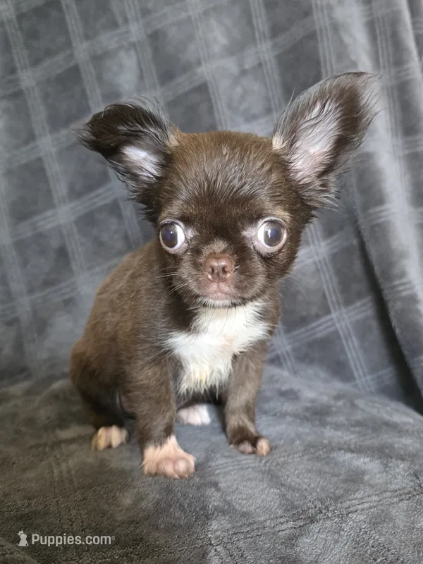 Elvira – Chihuahua puppy for sale in Orange, CA