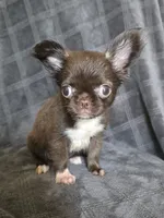 Elvira, a female Chihuahua for sale in Orange, CA – 1 of 6