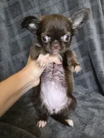 Elvira, a female Chihuahua for sale in Orange, CA – 3 of 6