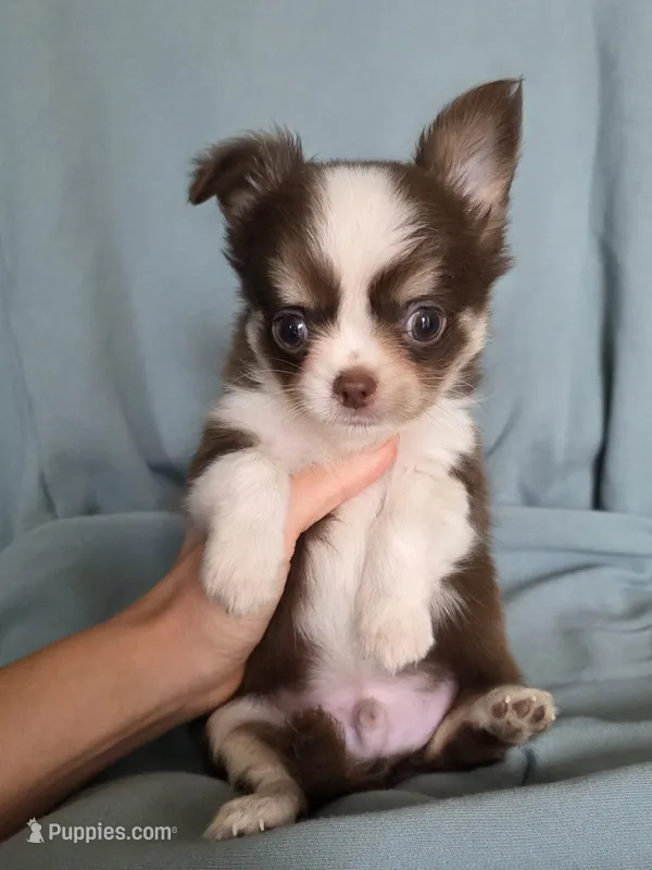 Zoro  – Chihuahua puppy for sale in Orange, CA