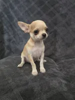 Cedar, a male Chihuahua for sale in Orange, CA – 2 of 5