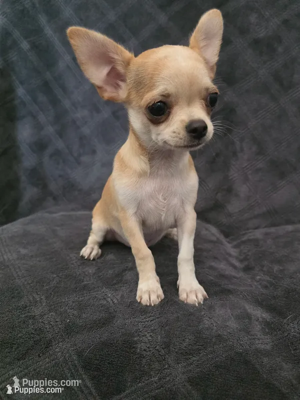 Cedar – Chihuahua puppy for sale in Orange, CA