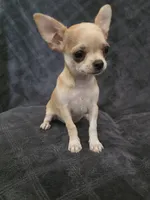 Cedar, a male Chihuahua for sale in Orange, CA – 5 of 5