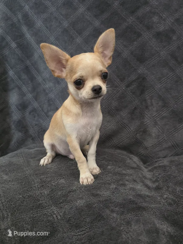 Cedar – Chihuahua puppy for sale in Orange, CA