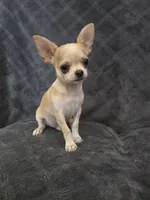 Cedar, a male Chihuahua for sale in Orange, CA – 1 of 5
