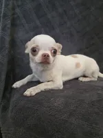 Nami, a female Chihuahua for sale in Orange, CA – 2 of 6