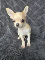 Cedar, a male Chihuahua for sale in Orange, CA – 2 of 5