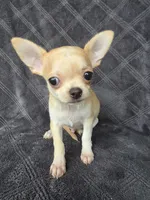 Cedar, a male Chihuahua for sale in Orange, CA – 5 of 5