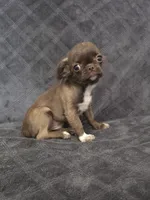 Elvira, a female Chihuahua for sale in Orange, CA – 3 of 6