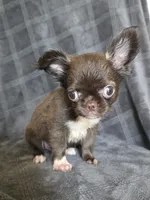 Elvira, a female Chihuahua for sale in Orange, CA – 6 of 6