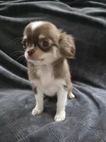 Mina , a female Chihuahua for sale in Orange, CA – 5 of 6