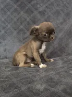 Elvira, a female Chihuahua for sale in Orange, CA – 4 of 6