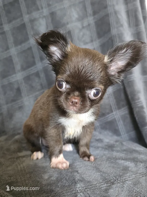 Elvira – Chihuahua puppy for sale in Orange, CA
