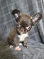 Elvira, a female Chihuahua for sale in Orange, CA – 4 of 6