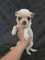Nami, a female Chihuahua for sale in Orange, CA – 5 of 6