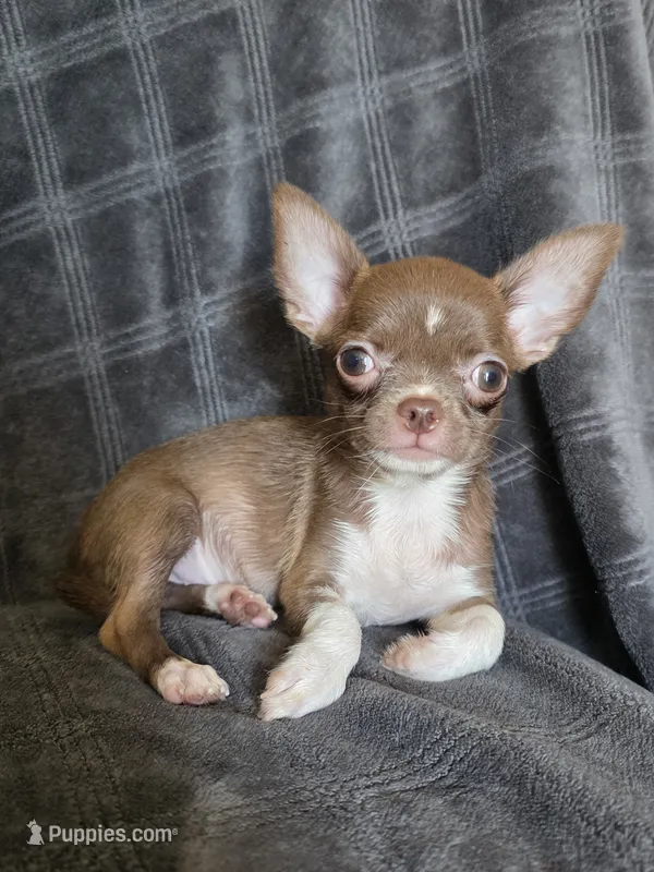 Bella – Chihuahua puppy for sale in Orange, CA
