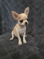 Cedar, a male Chihuahua for sale in Orange, CA – 4 of 5