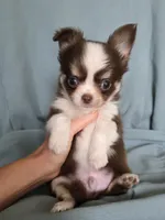 Zoro , a male Chihuahua for sale in Orange, CA – 5 of 5