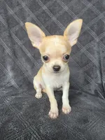 Cedar, a male Chihuahua for sale in Orange, CA – 3 of 5