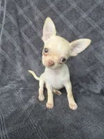 Caleb, a male Chihuahua for sale in Orange, CA – 5 of 5