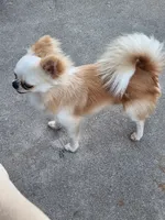 Mochi AKC stud, a male Chihuahua for sale in Orange, CA – 3 of 5