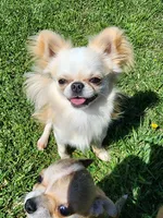 Mochi AKC stud, a male Chihuahua for sale in Orange, CA – 2 of 5
