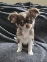 Mina , a female Chihuahua for sale in Orange, CA – 3 of 6