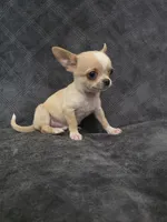 Cilas, a male Chihuahua for sale in Orange, CA – 5 of 6