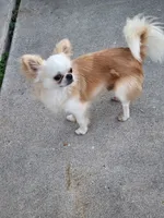 Mochi AKC stud, a male Chihuahua for sale in Orange, CA – 5 of 5