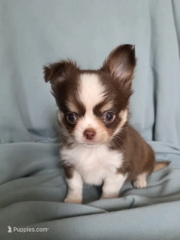 Zoro  – Chihuahua puppy for sale in Orange, CA