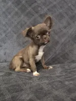 Elvira, a female Chihuahua for sale in Orange, CA – 6 of 6