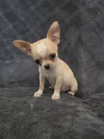 Cilas, a male Chihuahua for sale in Orange, CA – 2 of 6