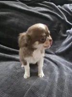 Mina , a female Chihuahua for sale in Orange, CA – 6 of 6