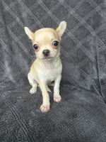 Cedar, a male Chihuahua for sale in Orange, CA – 4 of 5
