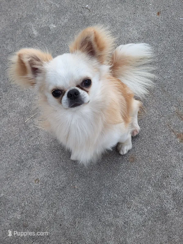 Mochi AKC stud – Chihuahua puppy for sale in Orange, CA