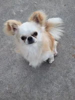 Mochi AKC stud, a male Chihuahua for sale in Orange, CA – 4 of 5