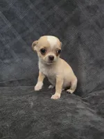 Cilas, a male Chihuahua for sale in Orange, CA – 3 of 6