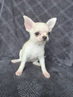 Camille, a female Chihuahua for sale in Orange, CA – 3 of 4