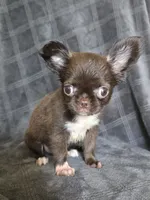 Elvira, a female Chihuahua for sale in Orange, CA – 2 of 6