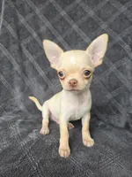 Caleb, a male Chihuahua for sale in Orange, CA – 4 of 5