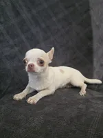 Nami, a female Chihuahua for sale in Orange, CA – 6 of 6
