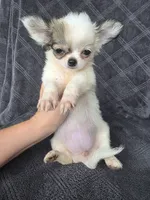 Candi, a female Chihuahua for sale in Orange, CA – 2 of 4