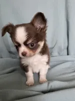 Zoro , a male Chihuahua for sale in Orange, CA – 3 of 5