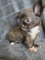 Elvira, a female Chihuahua for sale in Orange, CA – 5 of 6
