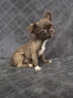 Elvira, a female Chihuahua for sale in Orange, CA – 5 of 6
