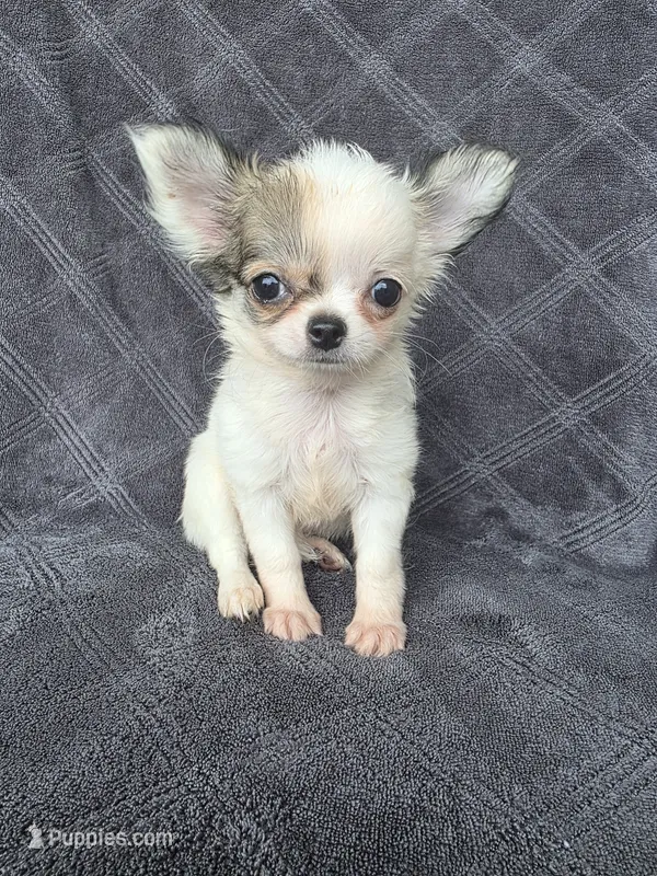 Candi – Chihuahua puppy for sale in Orange, CA