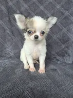 Candi, a female Chihuahua for sale in Orange, CA – 1 of 4