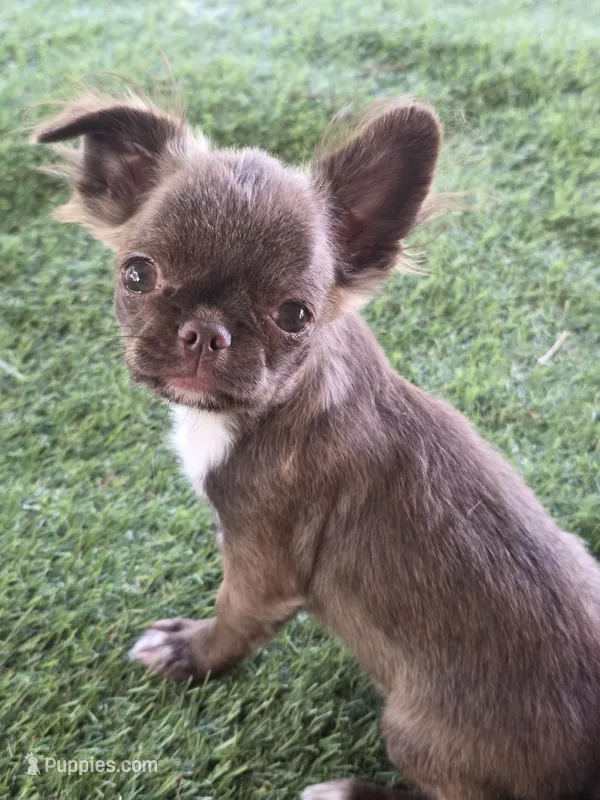 Elvira – Chihuahua puppy for sale in Orange, CA